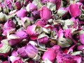 Rose Buds and Petals