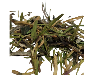 Doctor Oddball Doctor Oddball