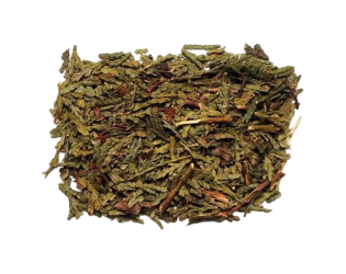 Thuja Leaf Thuja Leaf