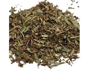 Winter Forest Winter Forest